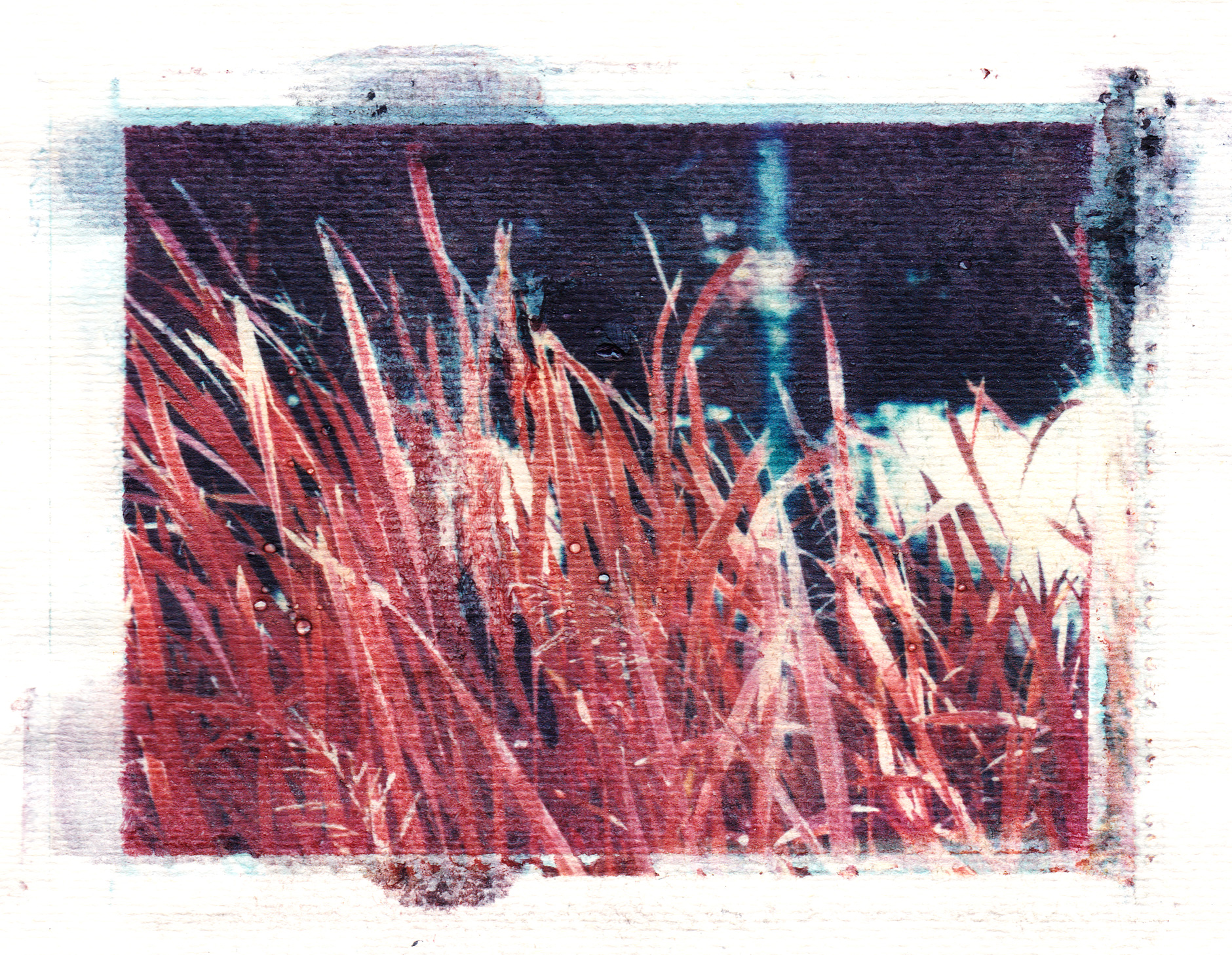 Polaroid transfer on paper infrared image of grass