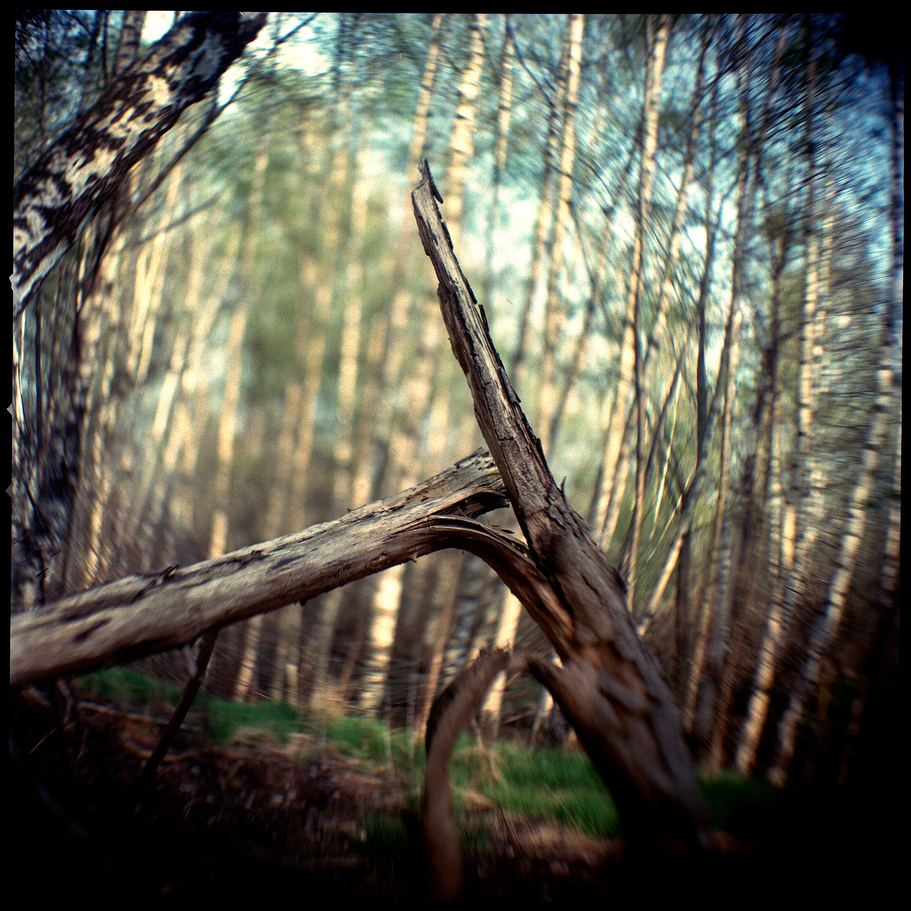 Image shot with Hasselblad 500 camera and a lens modifier