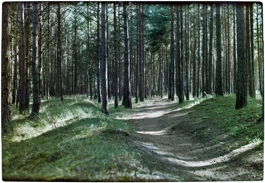 Forest picture in color