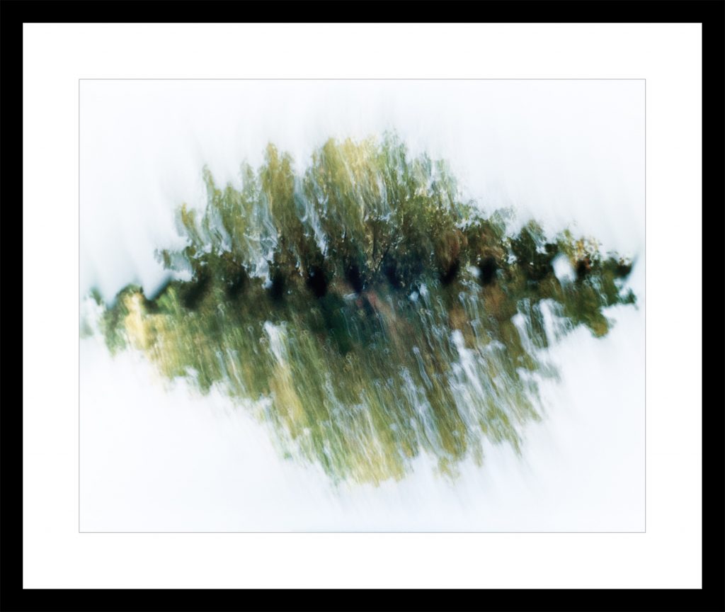 Trees double exposure abstract image with movement