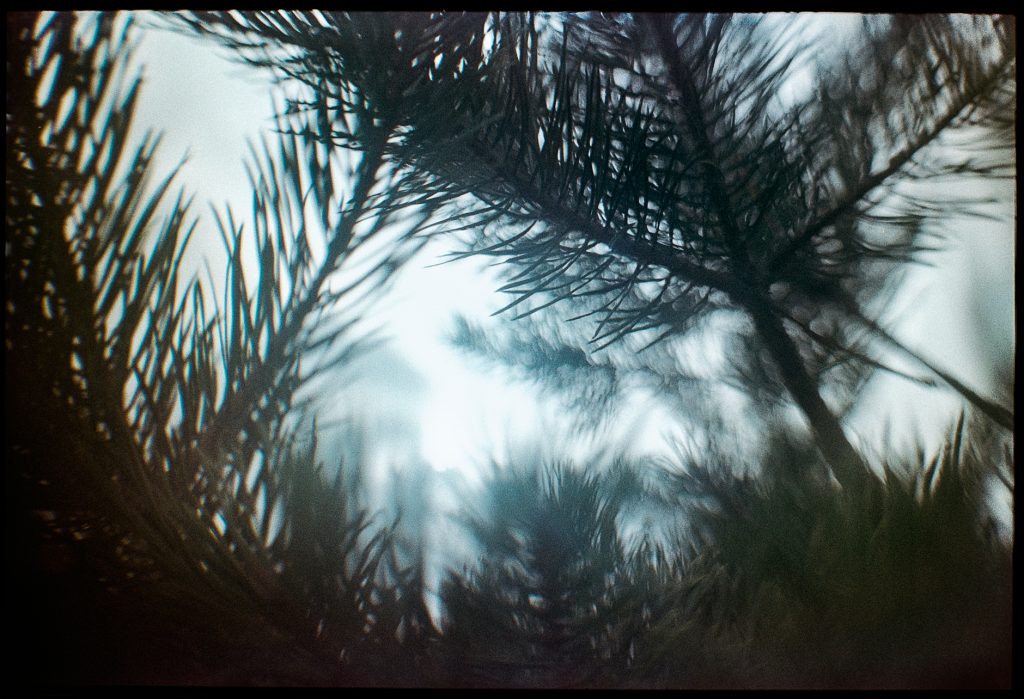 Lens modifier shot of tree in Södeköping, Sweden