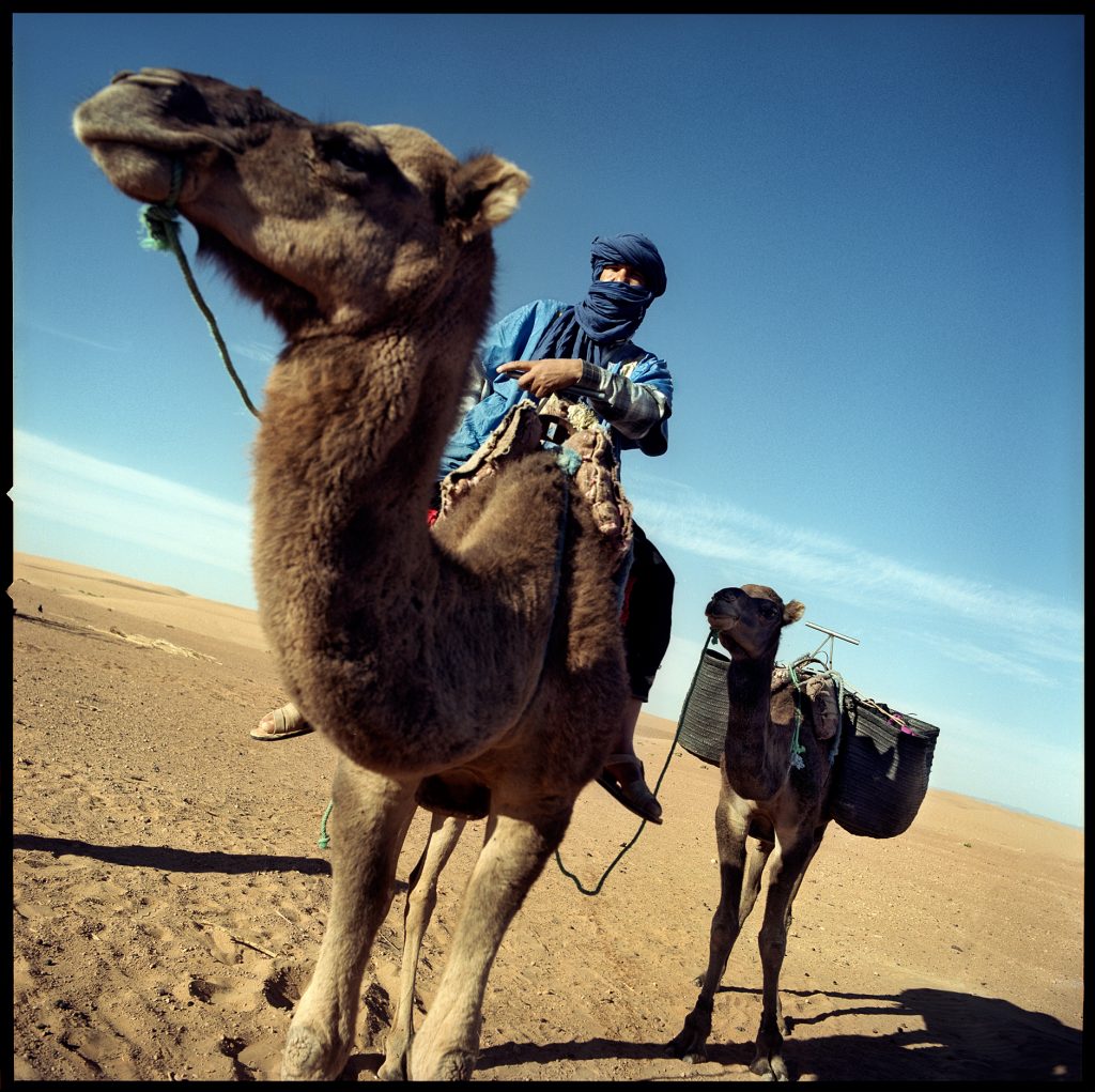 Color image with a man and a camel in the desert from marocco