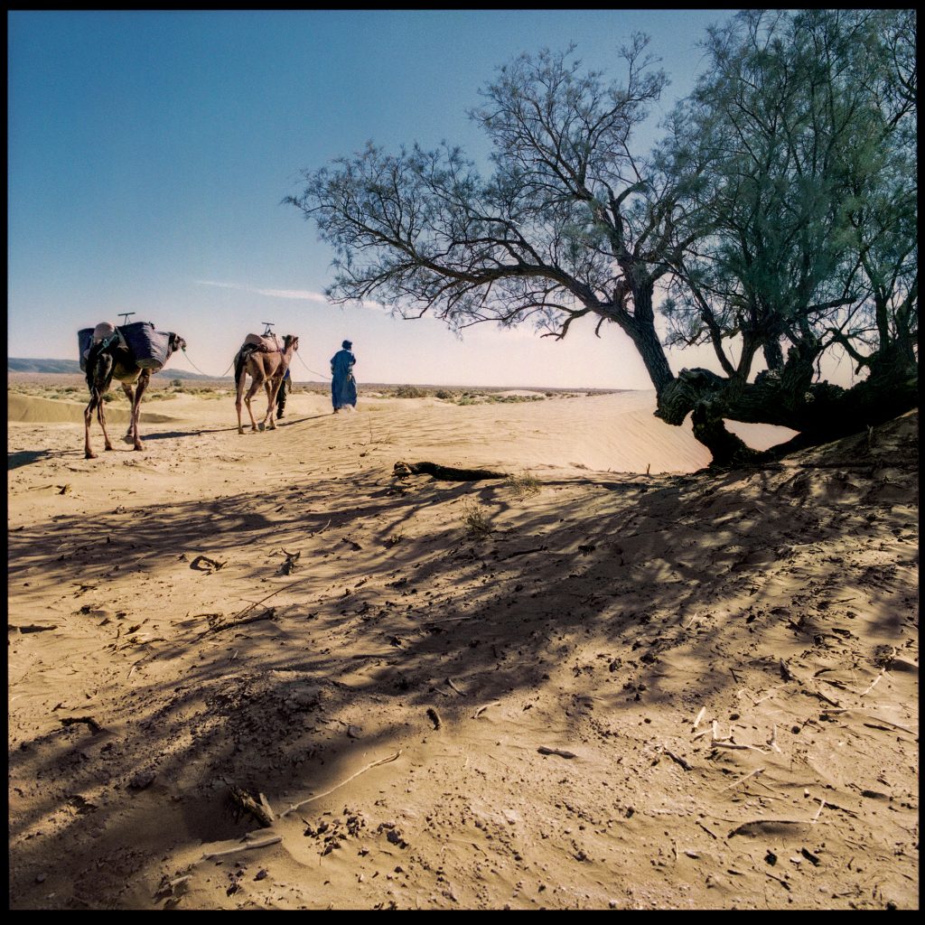 Color image with a man and a camels in the desert from marocco