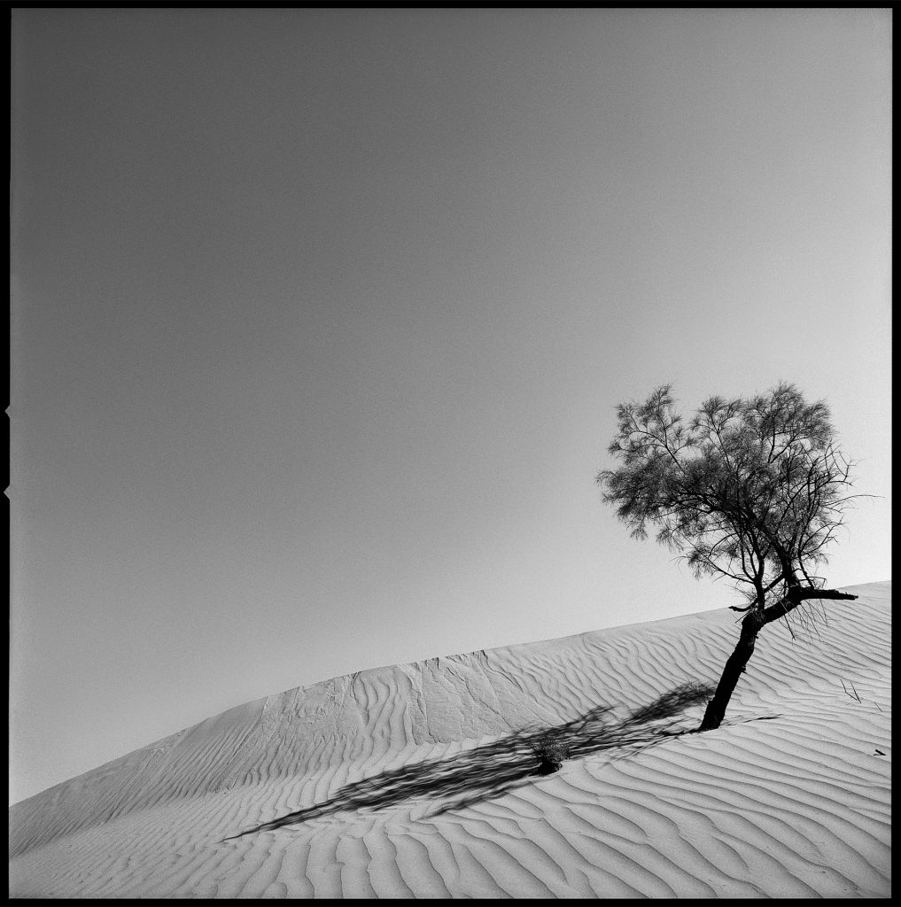 Sand and tree image in black and white from Morocco