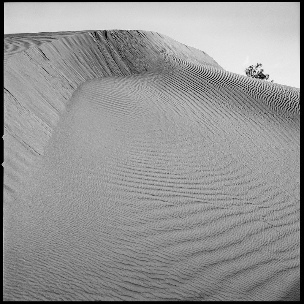 Sand and tree image in black and white from Morocco