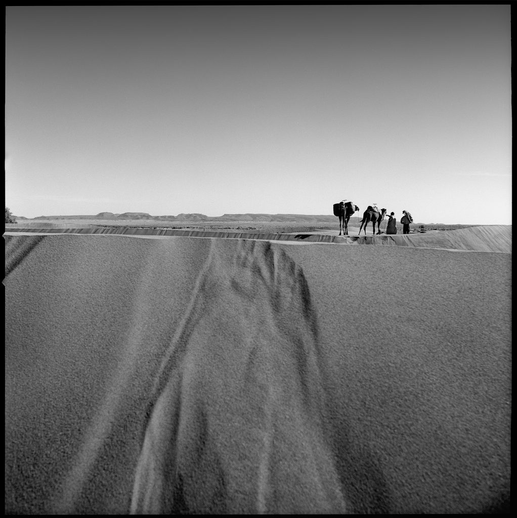 Sand and tree image in black and white from Morocco